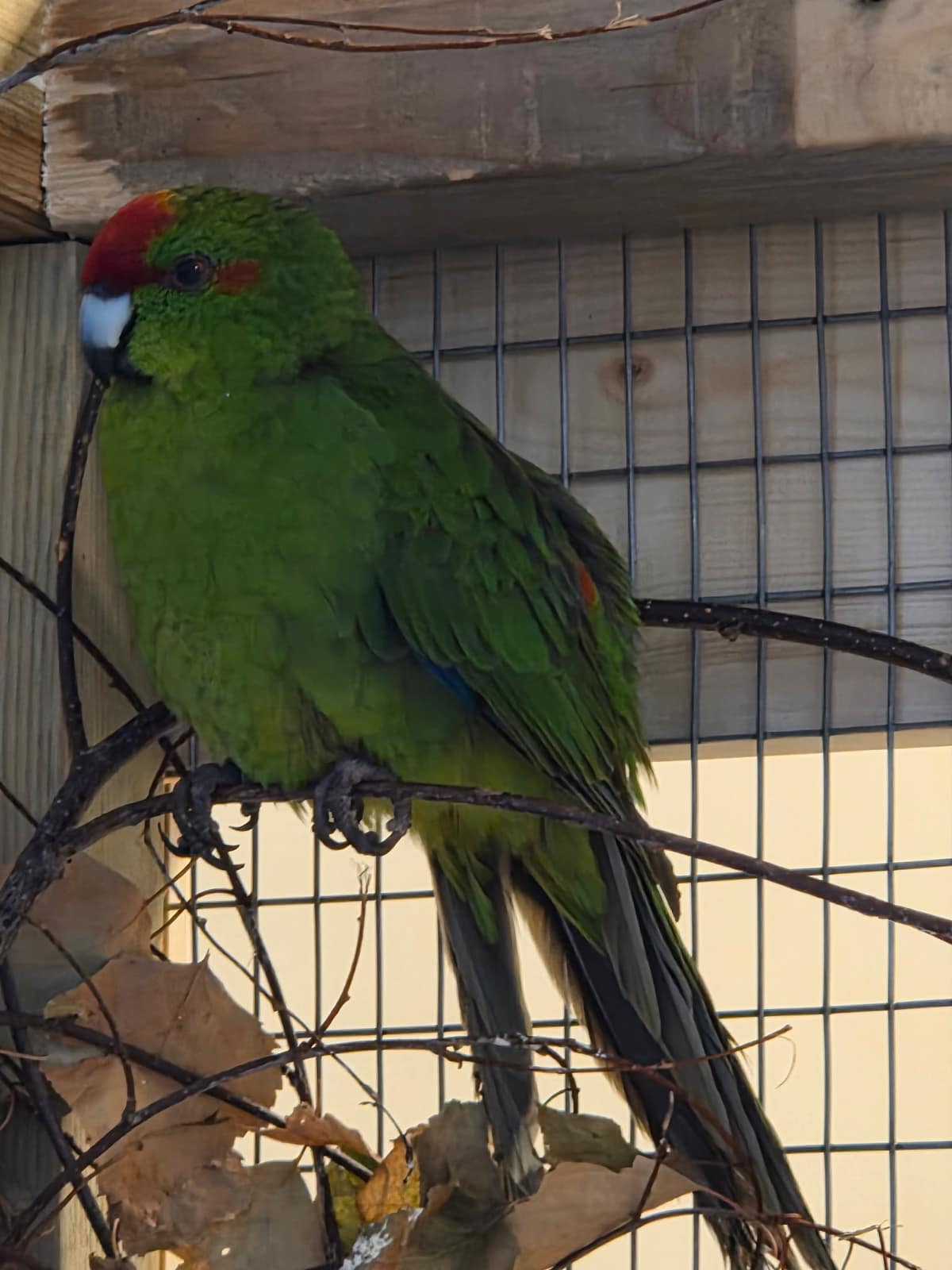 Parakitter – Kakariki 2