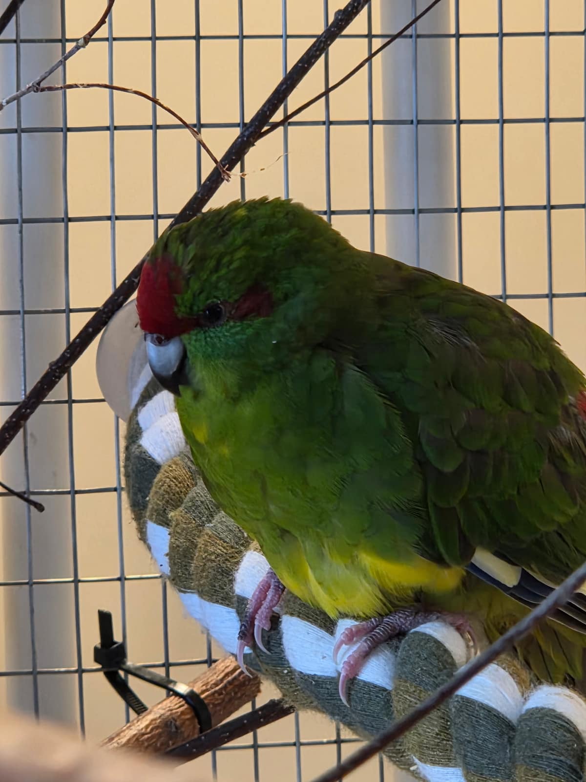 Parakitter – Kakariki 3