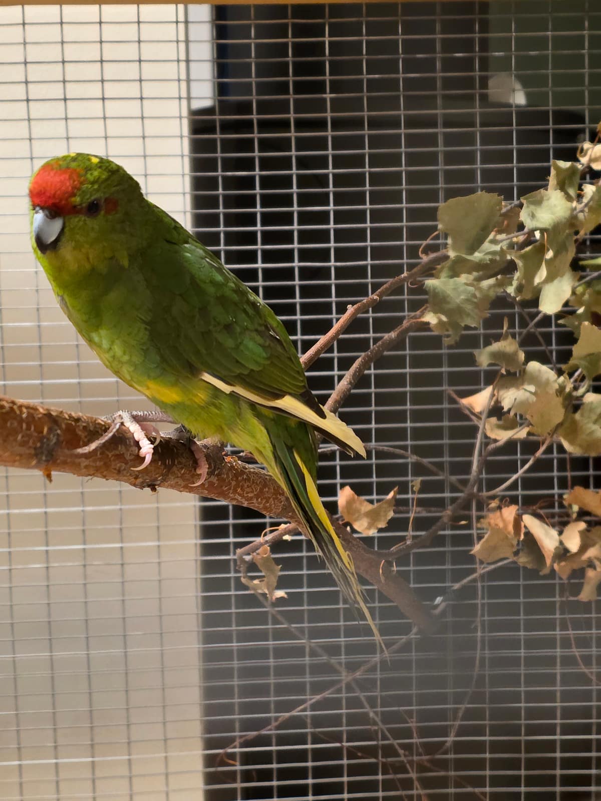 Parakitter – Kakariki 4
