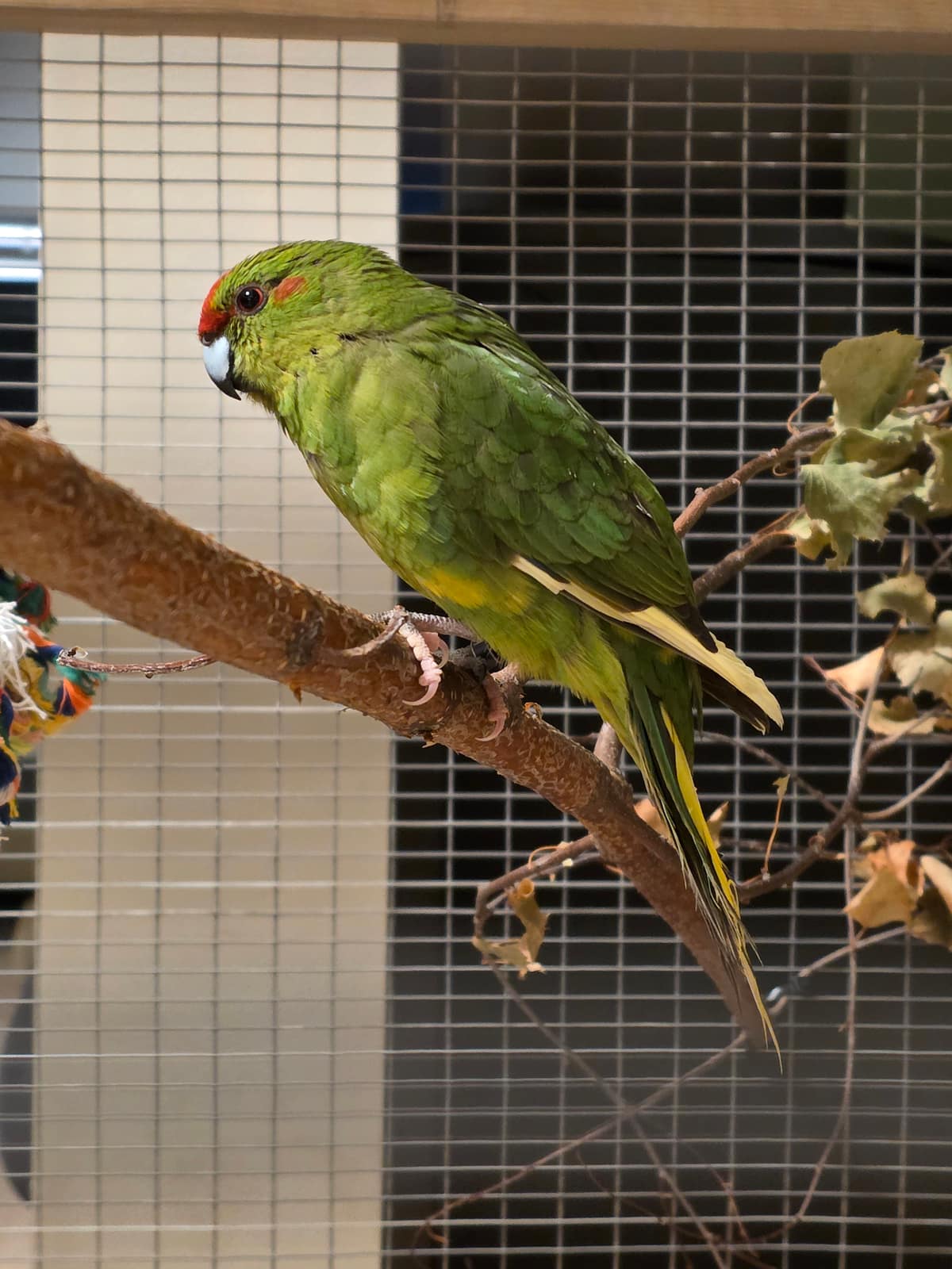 Parakitter – Kakariki 5