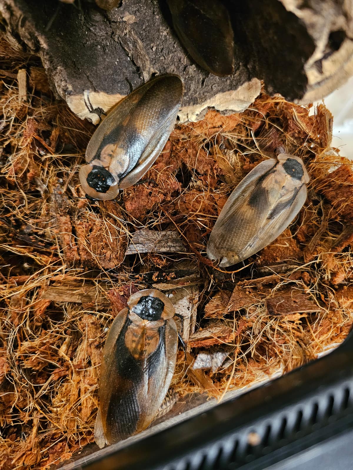 Insekter