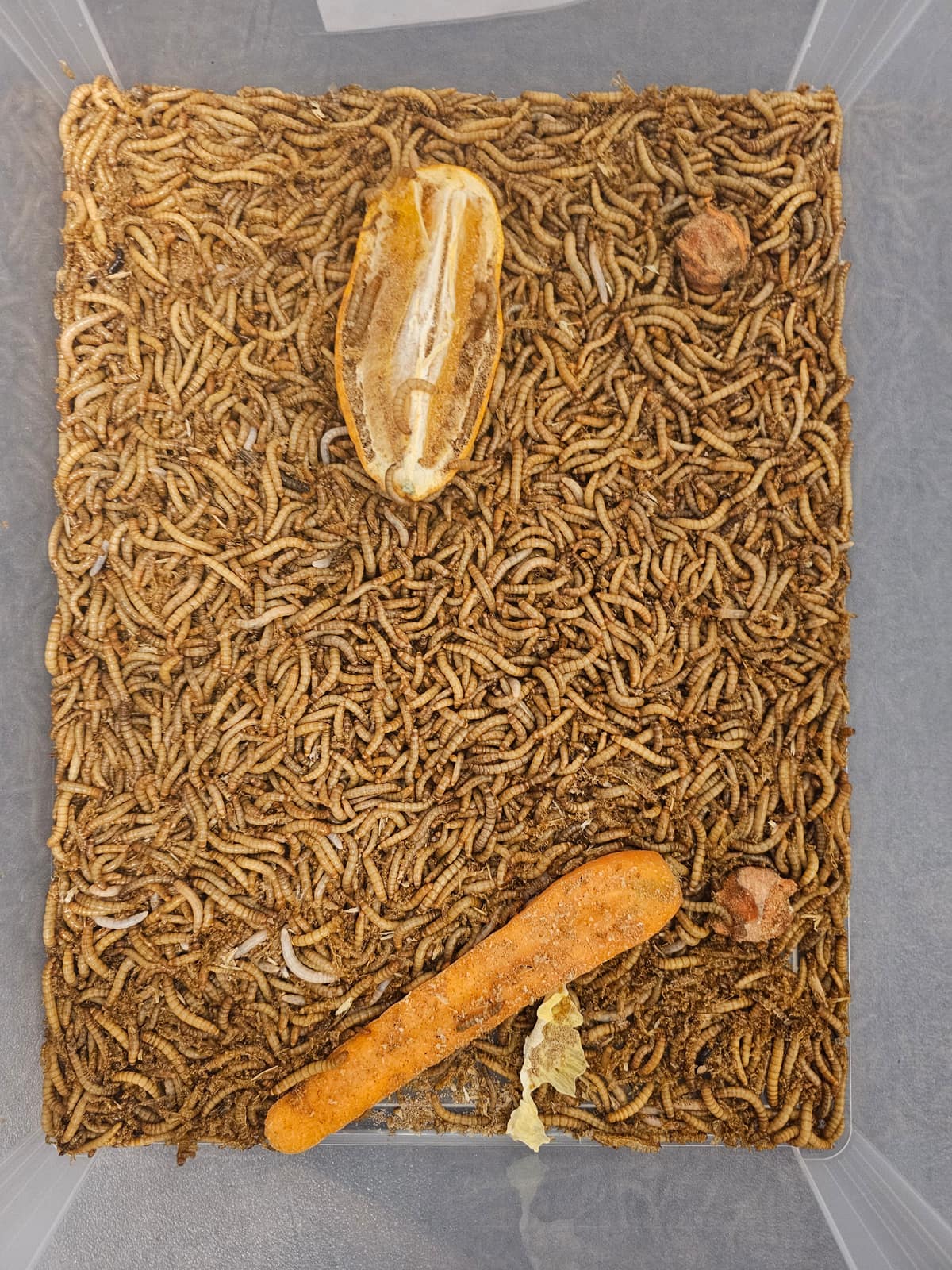 Insekter 4